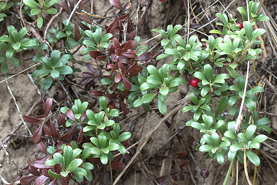 Arctostaphylos uva-ursi