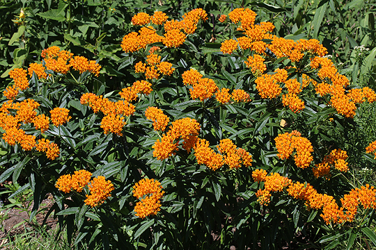 Asclepias tuberosa