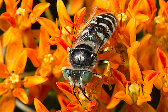 Bembix americana on Asclepias tuberosus