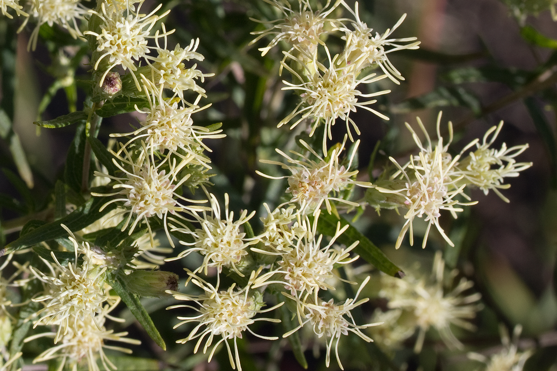 Brickellia eupatorioides
