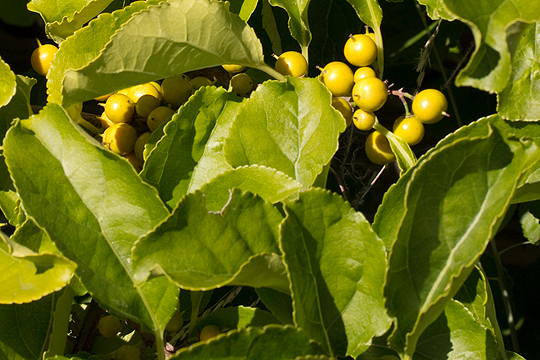 Celastrus scandens