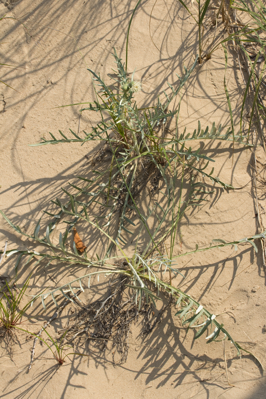 Cirsium pitcheri
