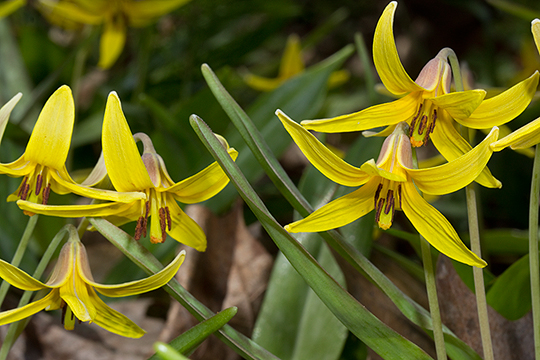 Erythronium americanum, a trout lily, in flower