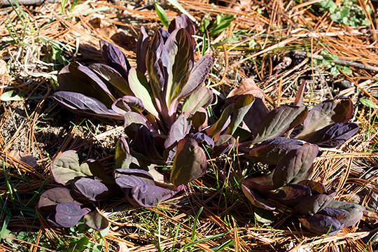 Anthocyanin production in the young leaves of Mertensia virginica