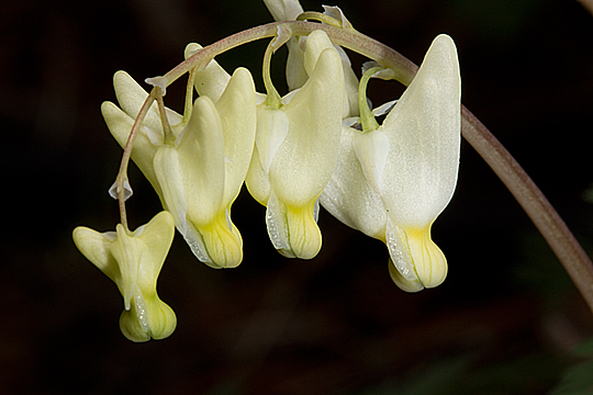 Dicentra canadensis in flower