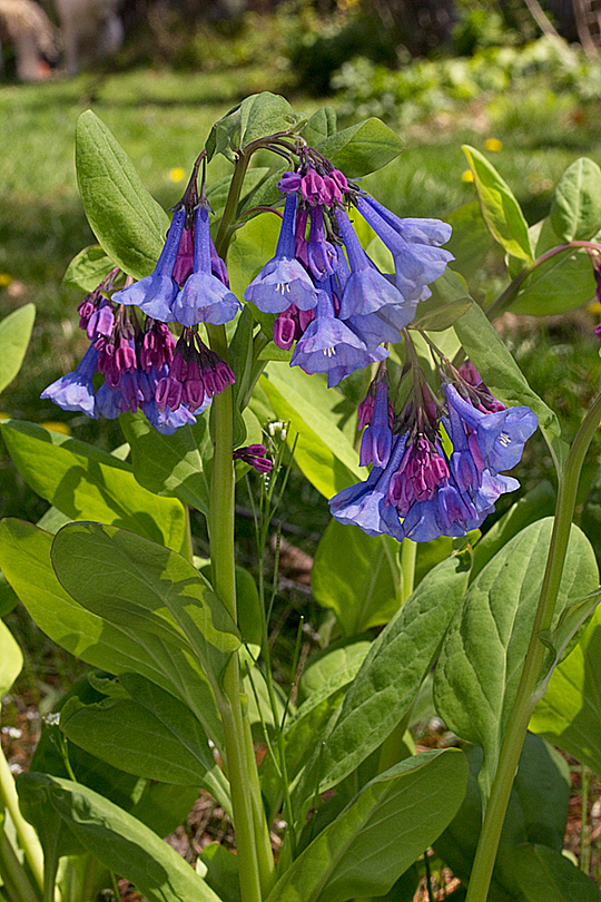 Mertensia virginica