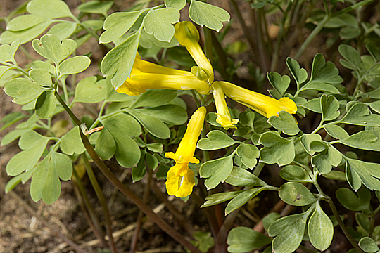 Coryalis flavula