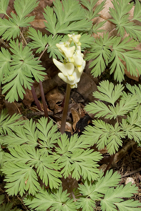 Dicentra canadensis