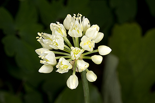 Allium tricoccum in flower