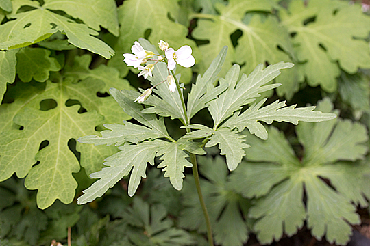 Cardamine concatenata