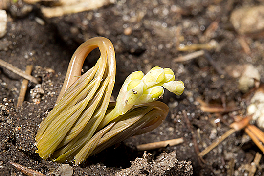 Ephemerals emerge with developed flower structures