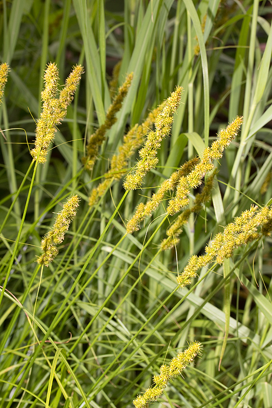 Fox sedge or Carex vulpinodea