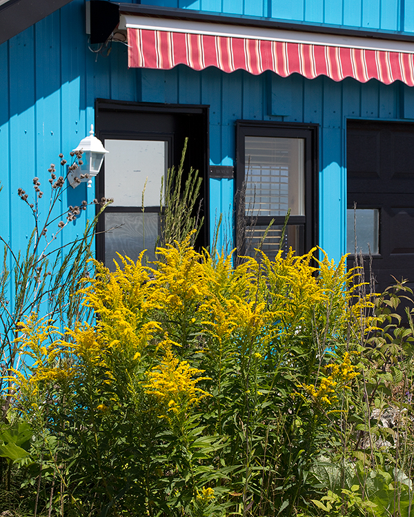 Blue house with yellow flowers