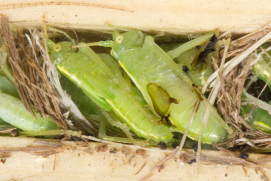 Katydids and grasshoppers are eaten by Isodontia