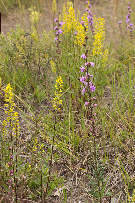 Flowers on a dry sandy prairie