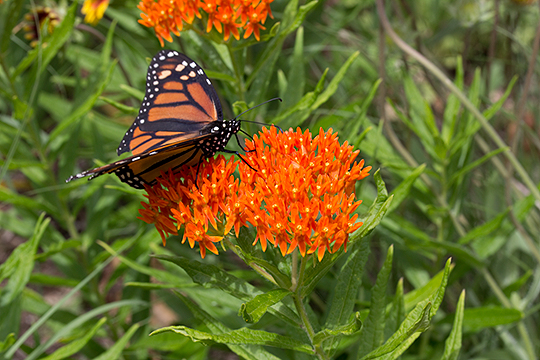 Monarch butterfly on butterflyweed