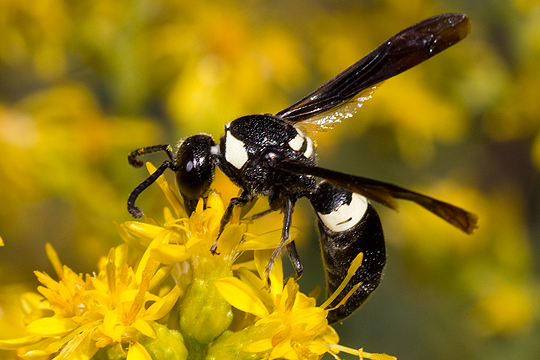 Monobia quadridens