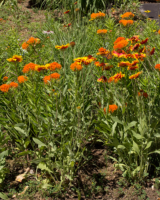 Prarie garden