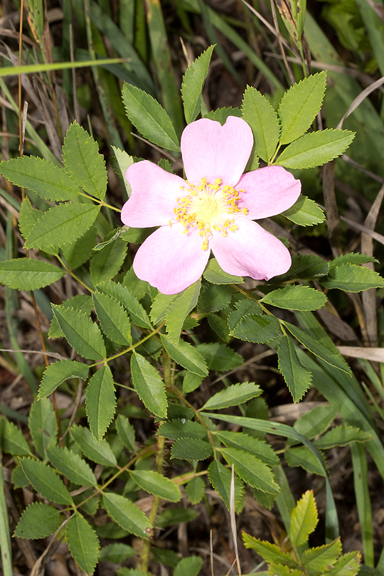 Prairie rose