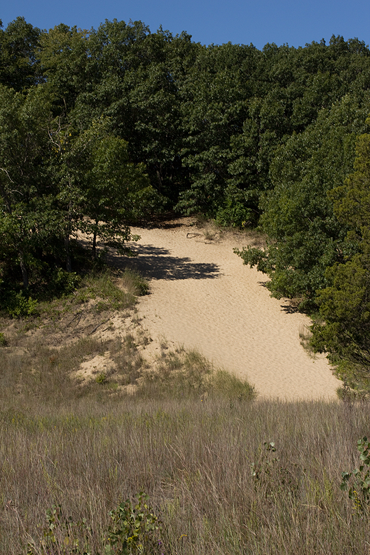 Plants that live on sandy prairies are tough and drought resistant.