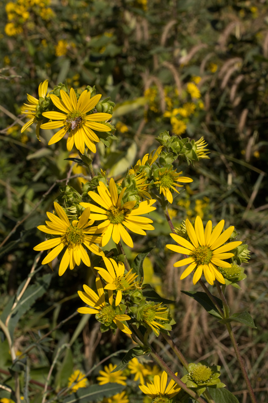 Silphium integrifolium