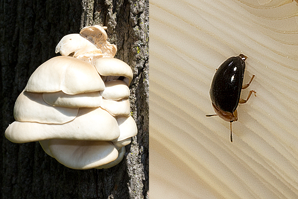 The mushrooms growing on snags are food for many species of beetles.