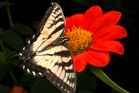 Tithonia with swallowtail