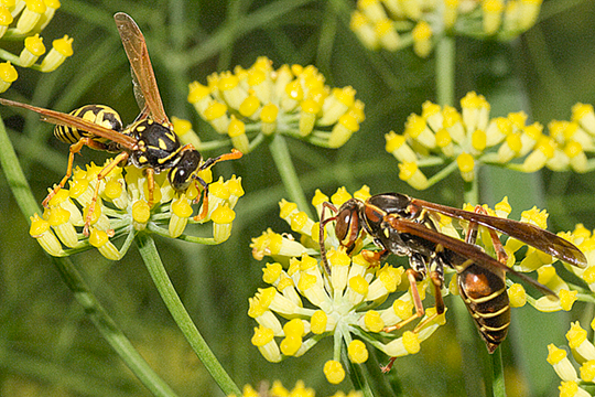 Some plants are more popular with wasps than others.  This is fennel.