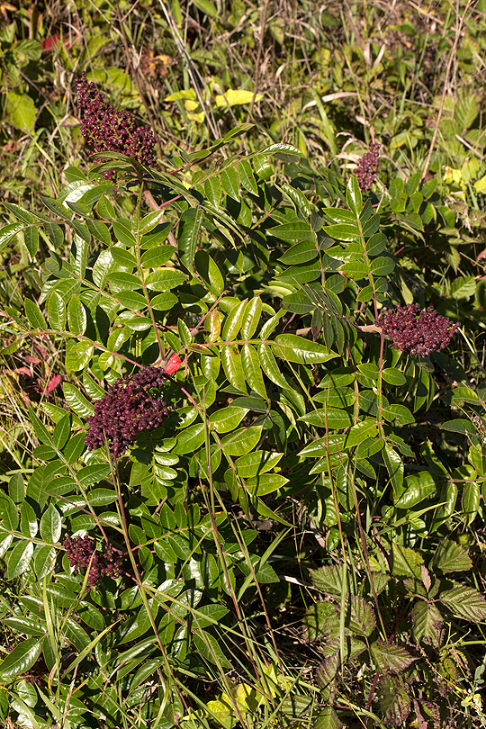 Winged sumac