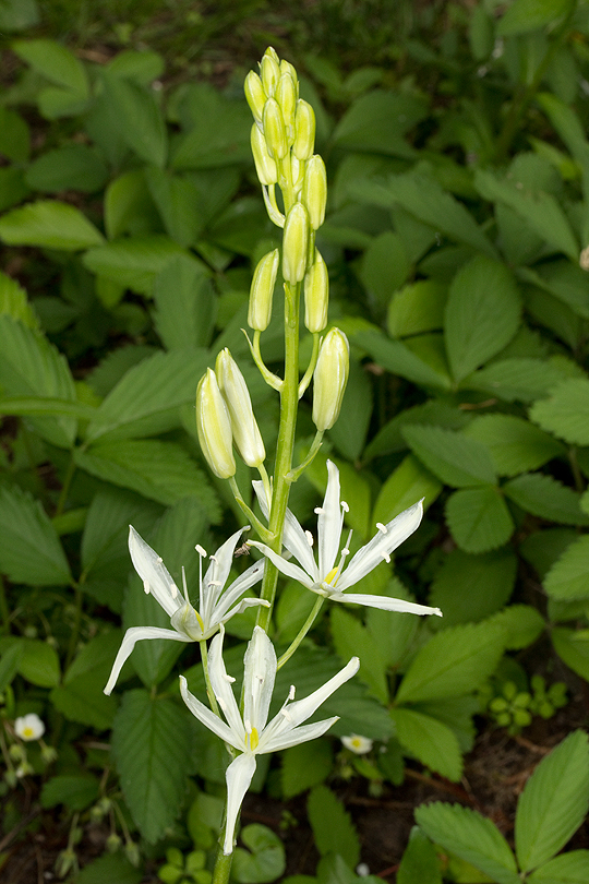 Camassia scilloides