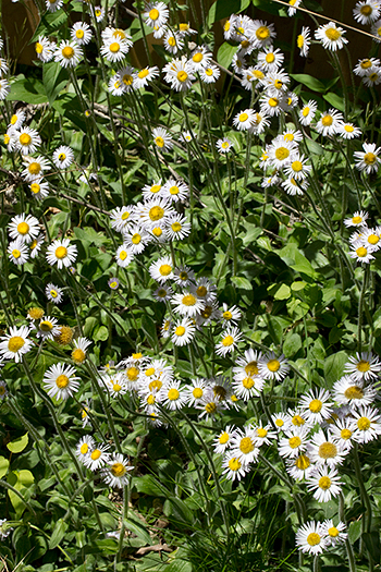 Erigeron pulchellus, Robin's fleabane in flower