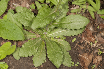 Erigeron philadelphicum rosette