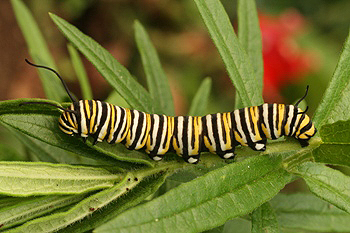Monarch butterfly caterpillar