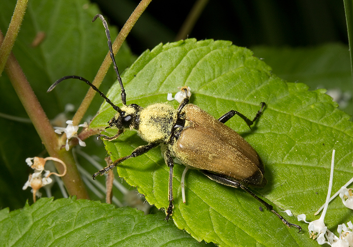 Trigonarthris 