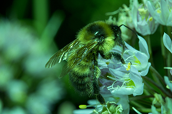 Bombus on chives