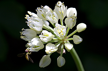 Alllium tricoccum or wild leeks