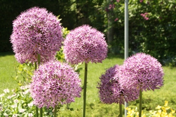 Giant onions