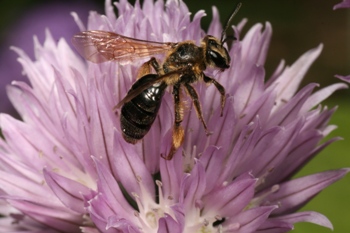 Andrena_crataegi