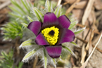 Anemone patens close up