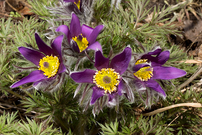 Anemone patens