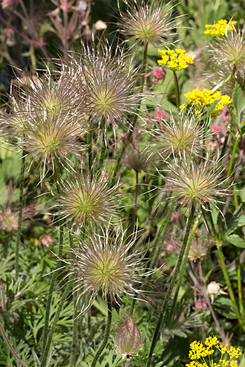 The seedheads of Anemone patens