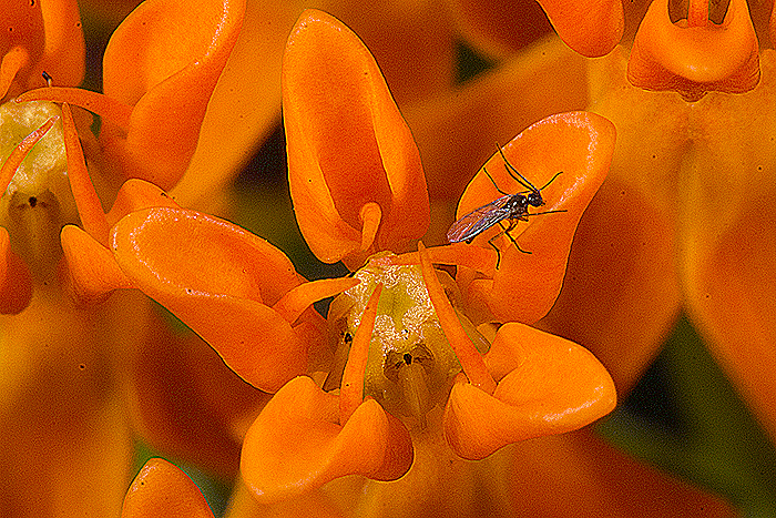 A close up of a milkweed structure to show off its structure