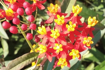 Asclepias curassavica