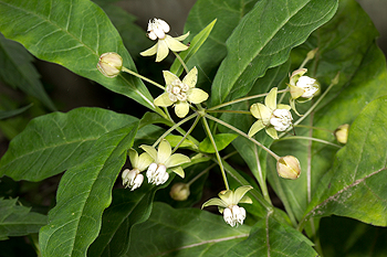 Poke milkweed forms loose umbels