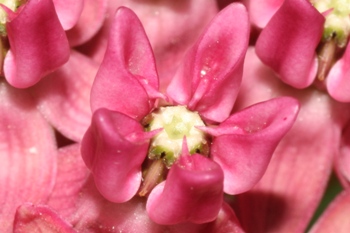 Milkweed flower structure