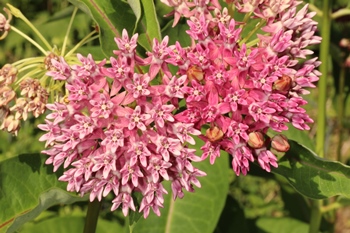 Purple milkweed