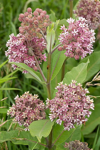Common milkweed