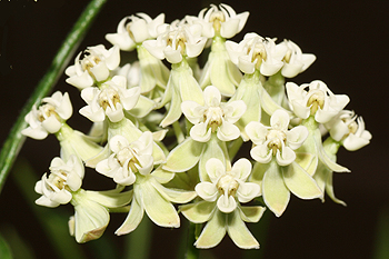 Whorled milkweed
