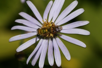 Aster oolentangiensis