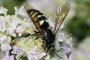 Bicyrtes on pycnanthemum